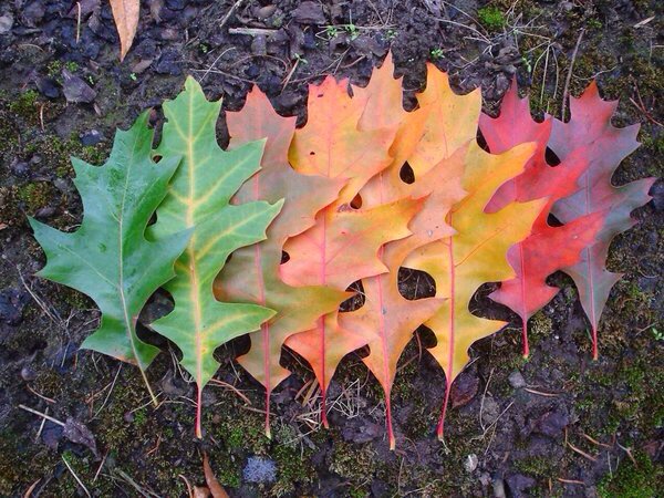 Beautifully tinted fall leaves